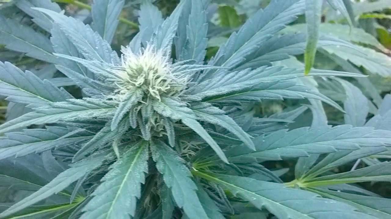 Organic Cannabis